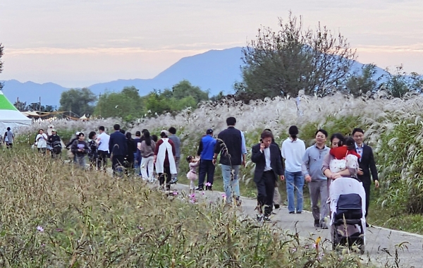 ​광주시 서구청이 주최하는 제9회 광주서창 억새축제가 '은빛 억새가 전하는 가을로의 초대'라는 주제로 17일 개막됐다./김은조 기자​