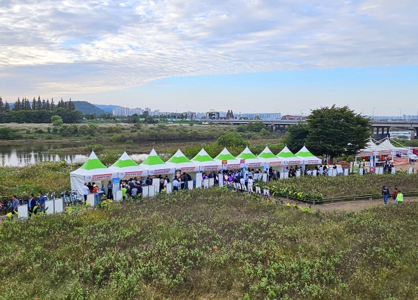 ​광주시 서구청이 주최하는 제9회 광주서창 억새축제가 '은빛 억새가 전하는 가을로의 초대'라는 주제로 17일 개막됐다./김은조 기자​