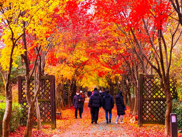 15일 광주 동구 푸른길 공원(동구 도심건강 3길. 조선대-광주역사이)에는 형형색색 오색으로 물든 단풍이 사람들의 발걸음을 멈추게 한다./신종천 선임기자