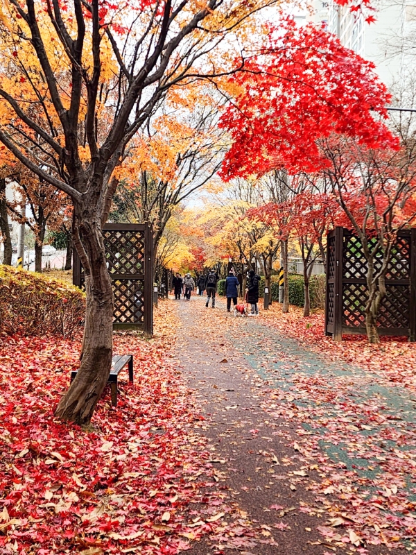 15일 광주 동구 푸른길 공원(동구 도심건강 3길. 조선대-광주역사이)에는 형형색색 오색으로 물든 단풍이 사람들의 발걸음을 멈추게 한다./신종천 선임기자