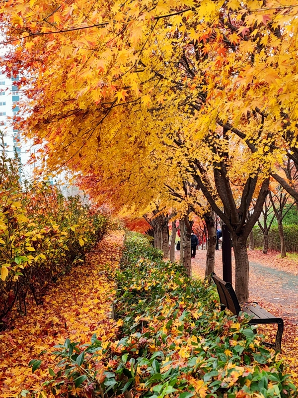 15일 광주 동구 푸른길 공원(동구 도심건강 3길. 조선대-광주역사이)에는 형형색색 오색으로 물든 단풍이 사람들의 발걸음을 멈추게 한다./신종천 선임기자